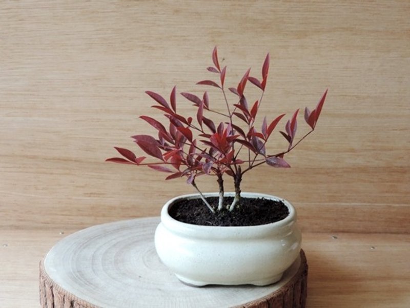 日丰之南天竹 - 植栽/盆栽 - 植物．花 