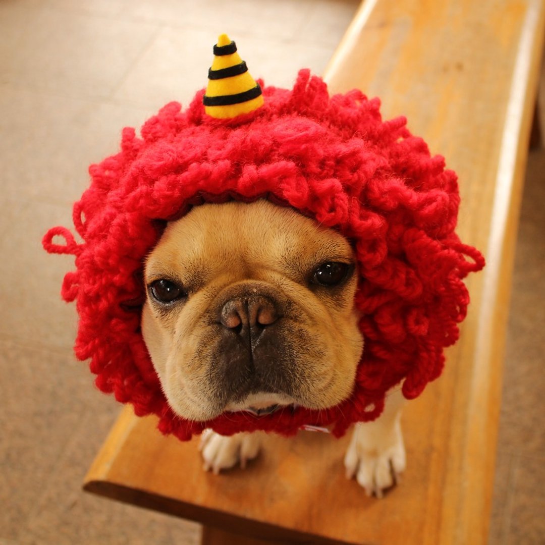 Dog wig [Red demon] Dog headgear ☆ Red demon dog Zura ☆ Dog wig [Red ogre] - 衣/帽 - 其他材质 红色