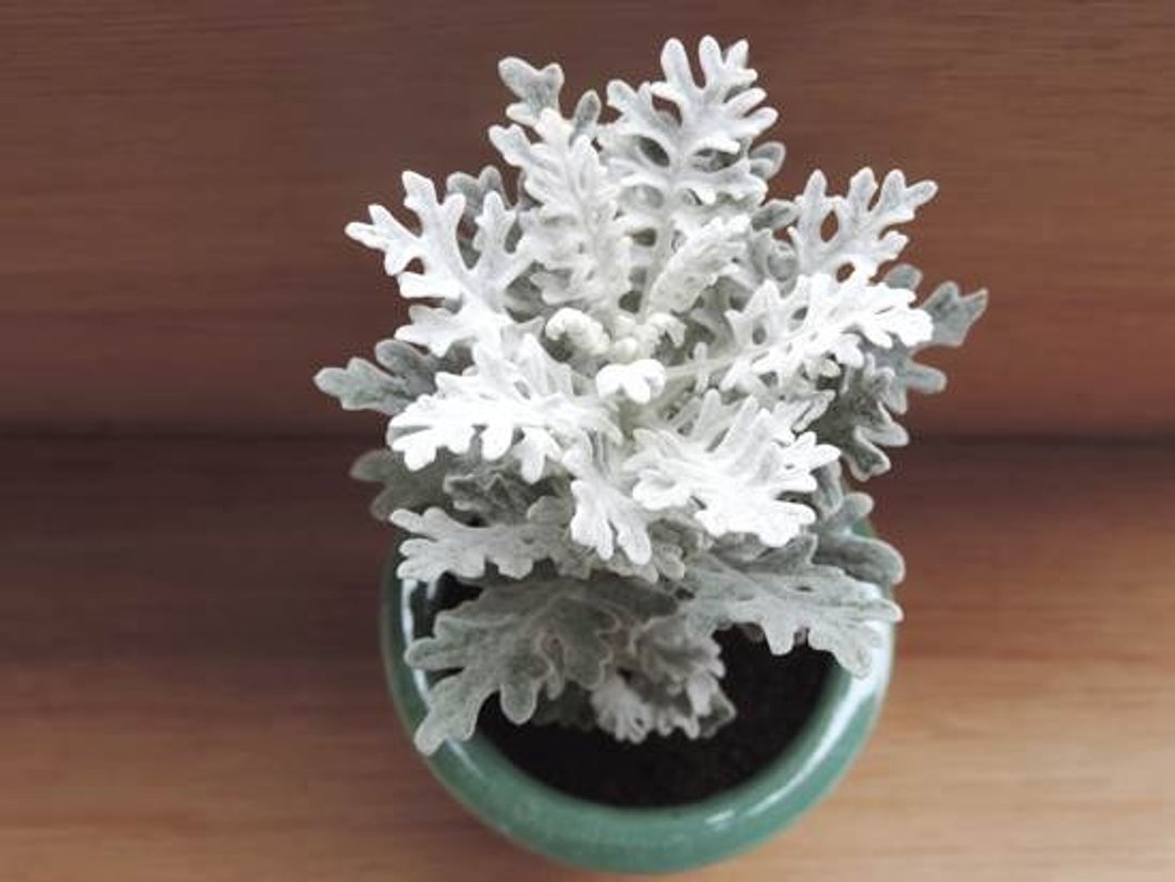 冬季雪花 · 银叶菊 - 植栽/盆栽 - 植物．花 