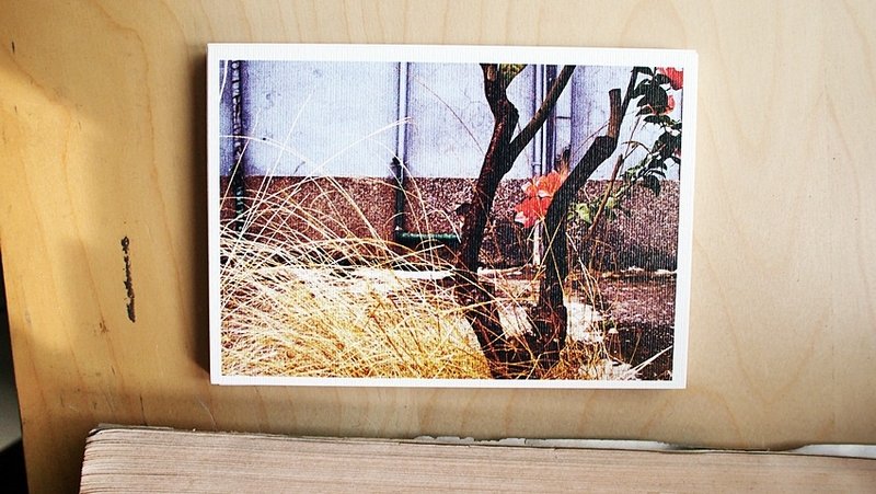 OldNew Lady-摄影明信片【九重葛】C8 - 卡片/明信片 - 纸 蓝色