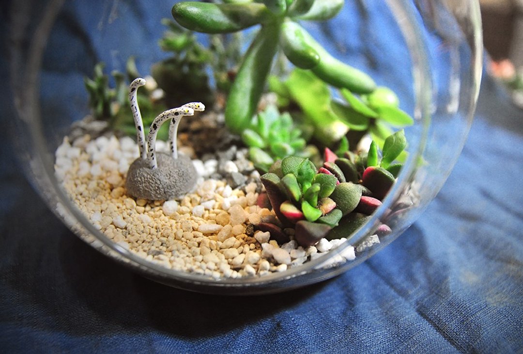 〈专属订单 - 定制化多肉植物组合盆栽〉 海底世界 海洋生物 花园 订做 Exclusive Order customized succulent plants Potted combination - 植栽/盆栽 - 玻璃 多色