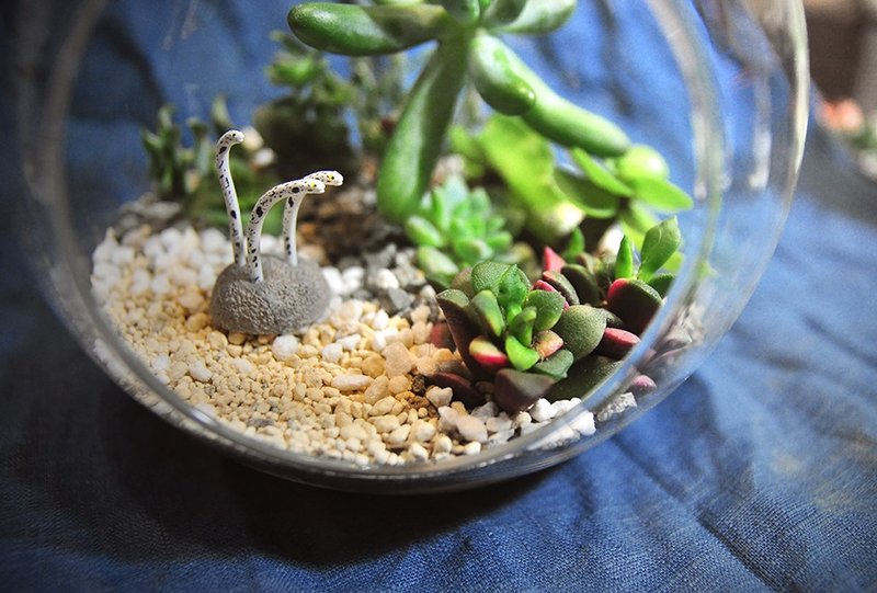 〈专属订单 - 定制化多肉植物组合盆栽〉 海底世界 海洋生物 花园 订做 Exclusive Order customized succulent plants Potted combination - 植栽/盆栽 - 玻璃 多色