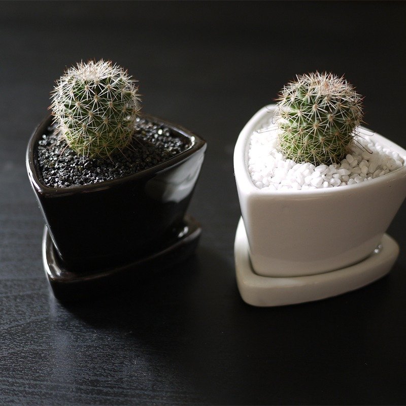 多肉植栽、黑白配(小三角)、生日礼品、疗愈小物、时尚简约、手作工艺、居家/办公室饰品、定制服务、DIY - 植栽/盆栽 - 植物．花 绿色