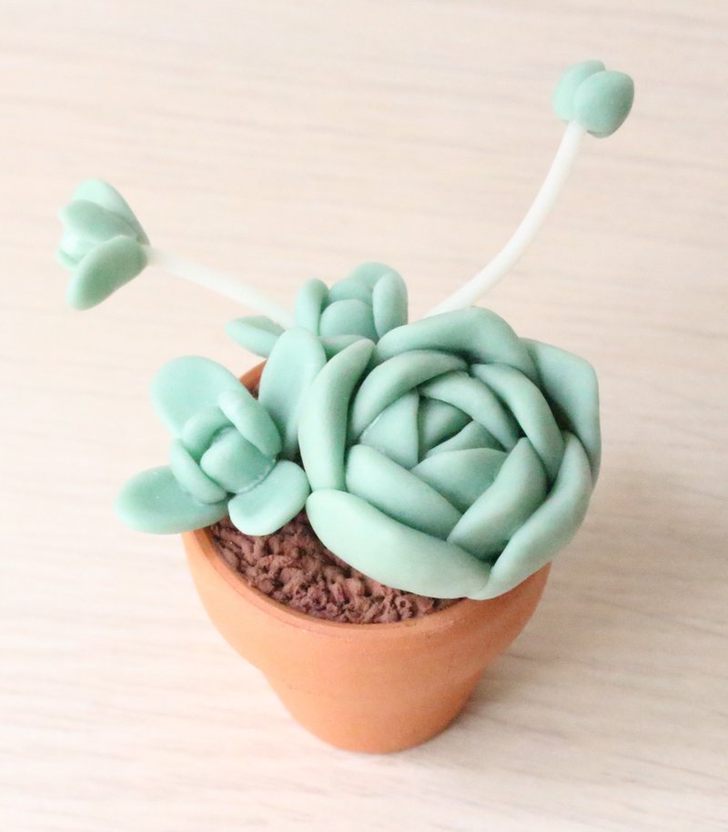 │疗愈系-多肉盆栽│白蔓莲 - 摆饰 - 粘土 绿色