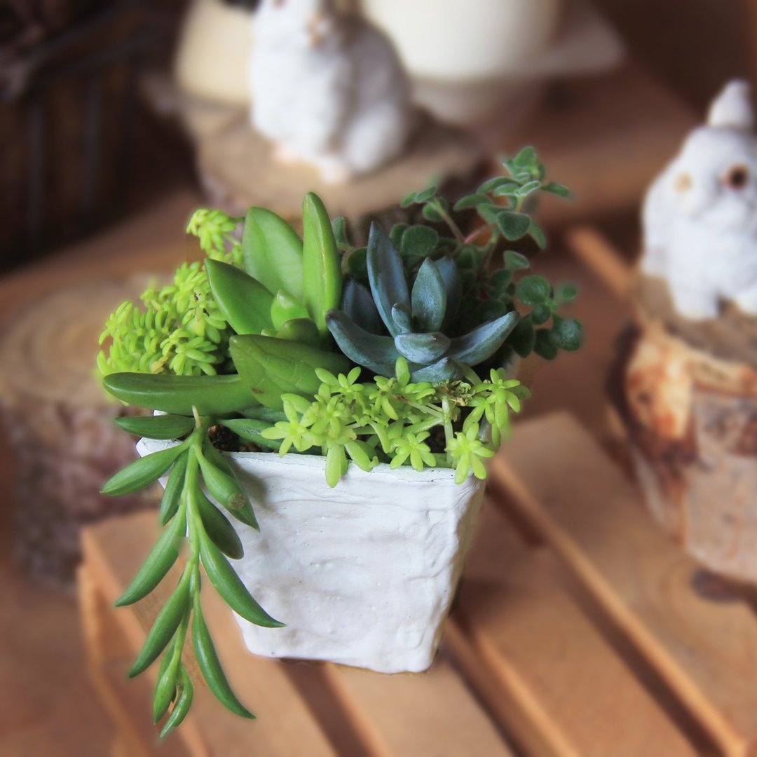 皱褶纸系列Crumpled series  多肉组盆 (三角方盆) DIY组合包 - 植栽/盆栽 - 防水材质 白色