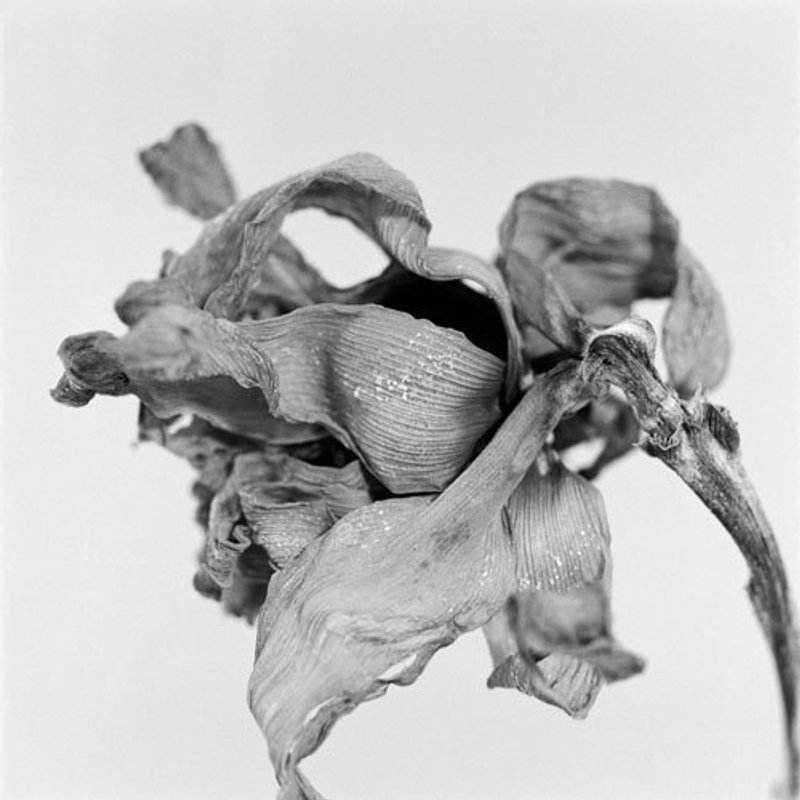 Aging 系列明信片 - 摄影集 - 纸 白色