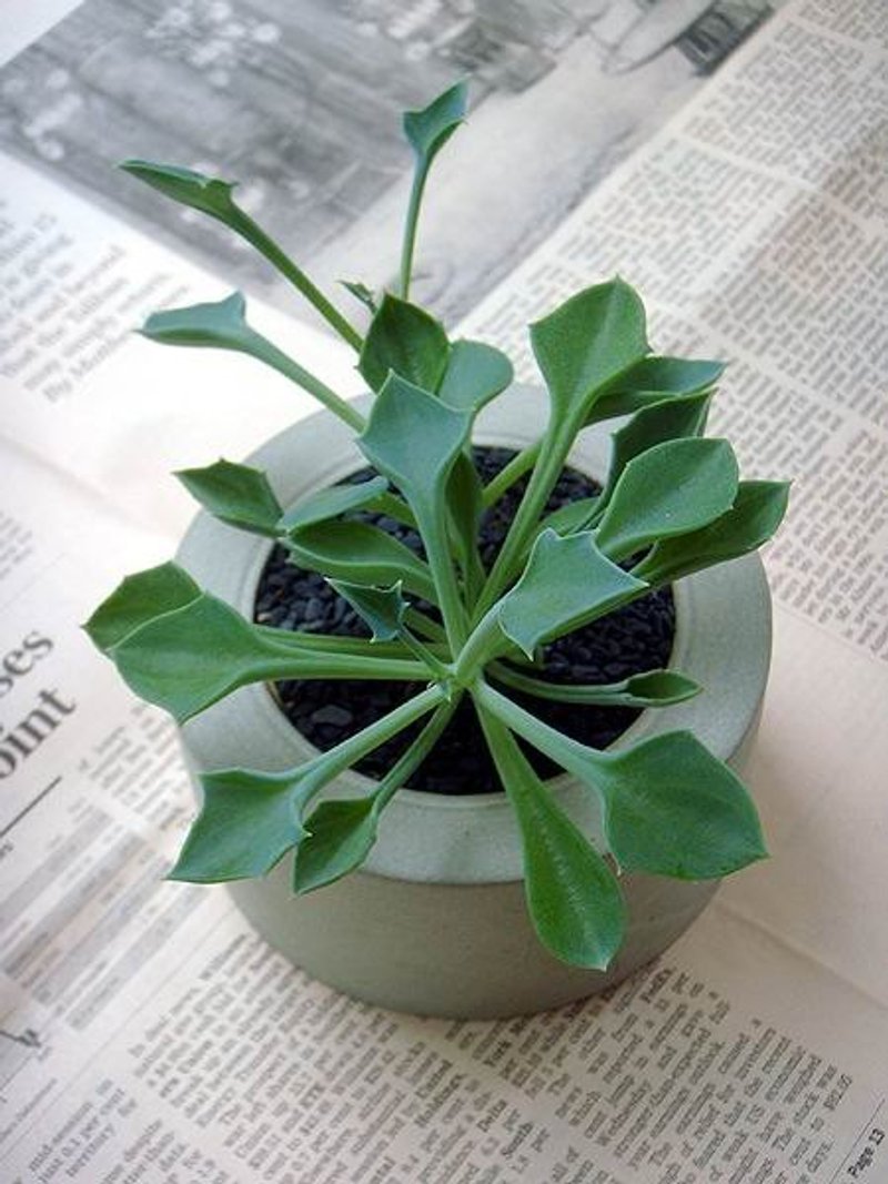 甜甜圈水泥花器(不含植物、石、土) - 植栽/盆栽 - 水泥 灰色