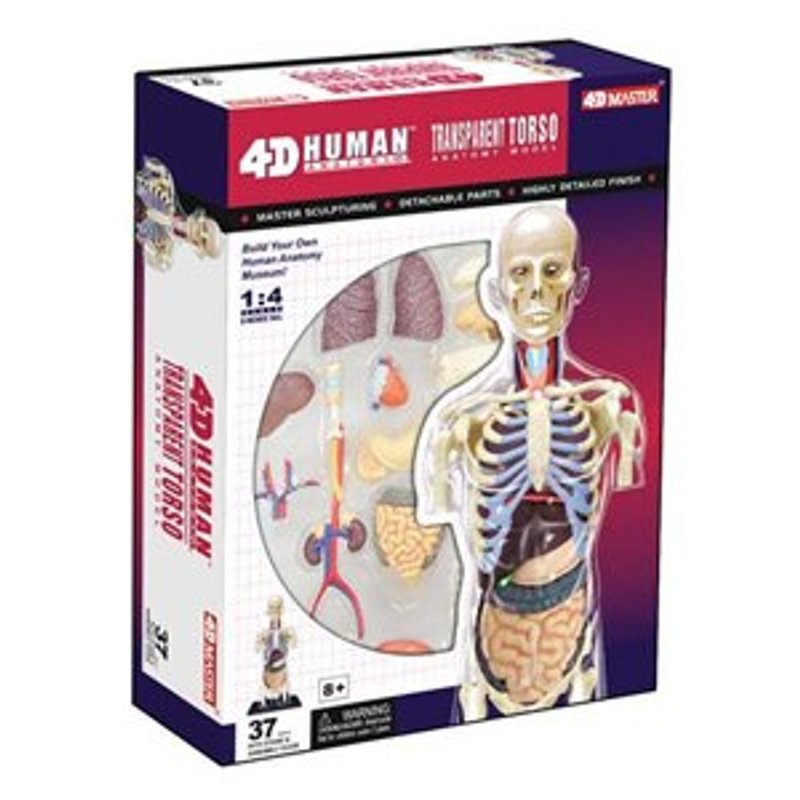 4D Master - 4D组合模型(全透视半身人体) - 其他 - 其他材质 