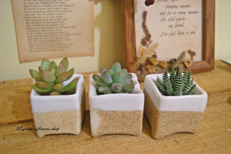 DIY超可爱拇指英文陶瓷多肉植栽 - 植栽/盆栽 - 其他材质 