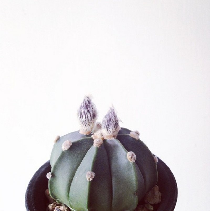 ◥大型麻瓜男孩：多年生毛点兜- 仙人掌科Astrophytum星球属多肉植物 - 植栽/盆栽 - 植物．花 绿色