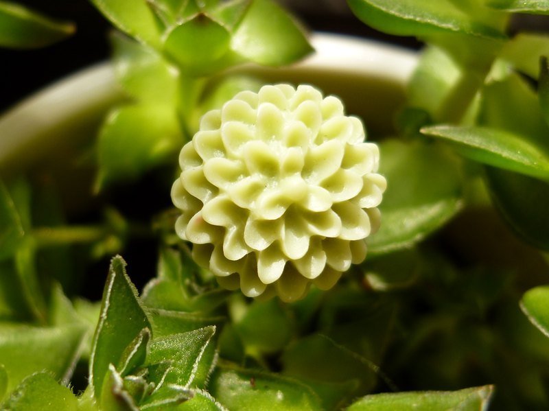绿美人 。 薄荷＊花＊戒指 - 戒指 - 塑料 绿色