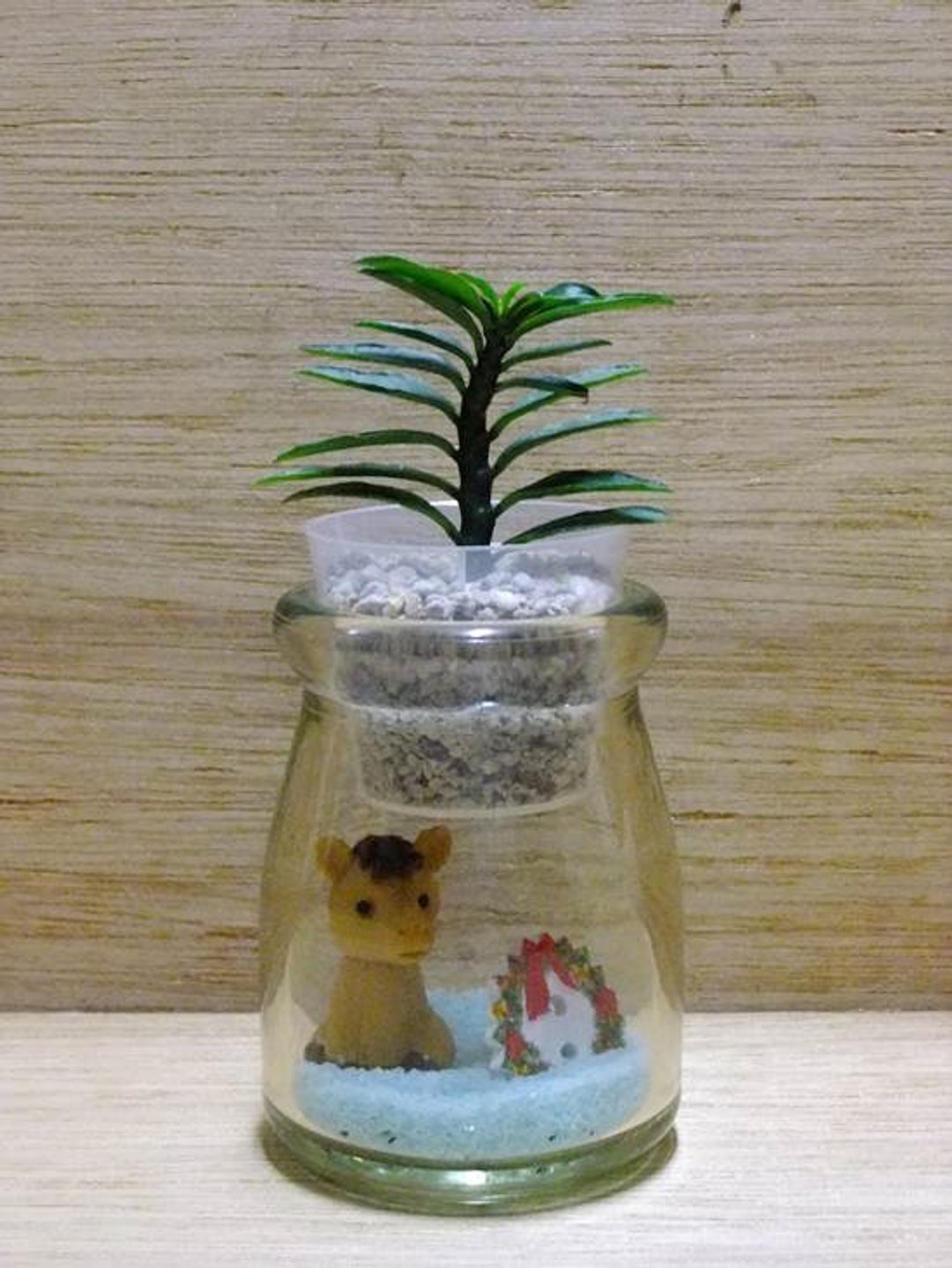 小马过圣诞 · 青龙小植栽《圣诞限定款》 - 植栽/盆栽 - 植物．花 