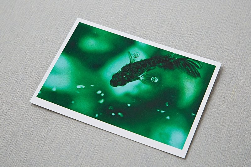 ‘绿斗鱼’摄影明信片 - 卡片/明信片 - 纸 绿色