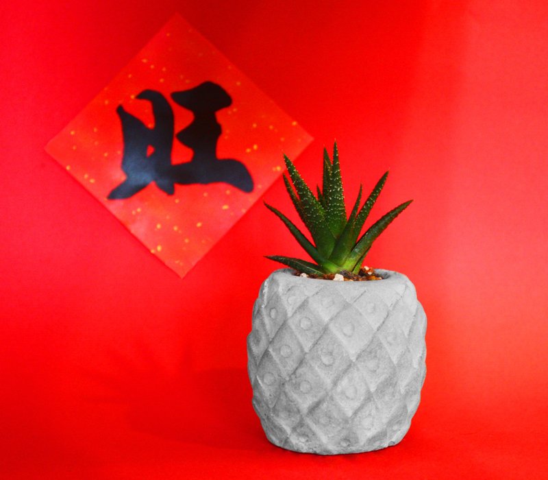 新春好旺 -  凤梨水泥盆（不含植物） - 植栽/盆栽 - 水泥 灰色