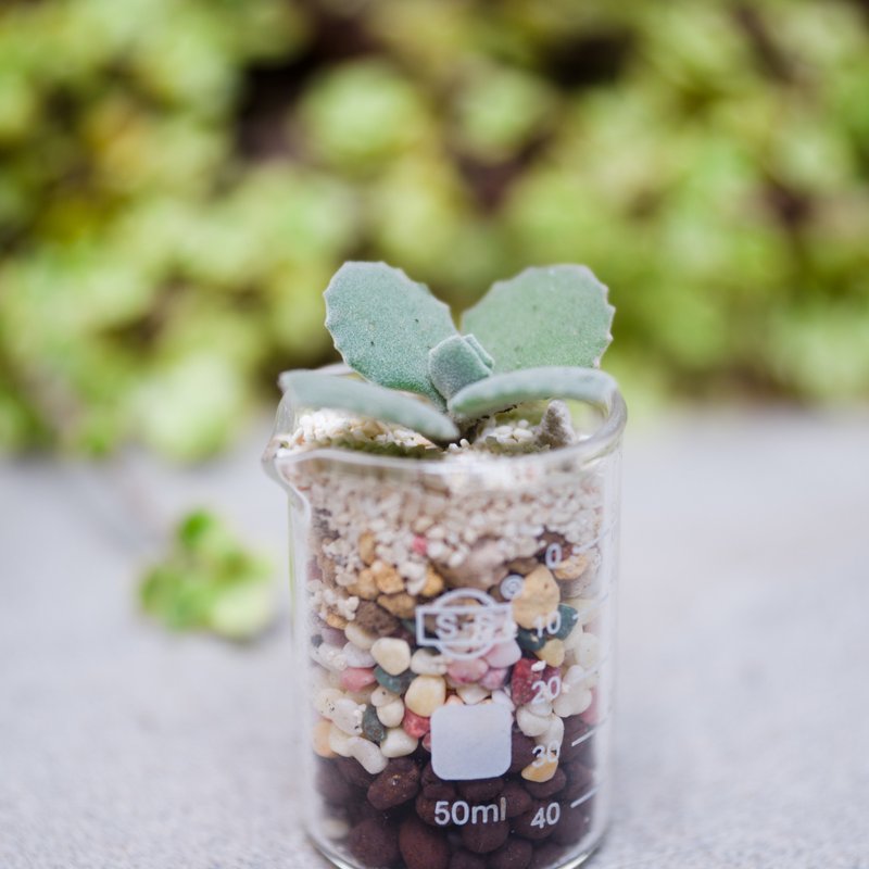 自然与科学的完美结合 - 植栽/盆栽 - 玻璃 绿色