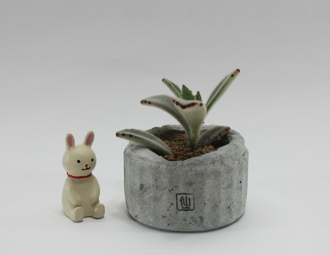 多肉植物小盆栽-清新，我懂你的美好 - 植栽/盆栽 - 植物．花 灰色