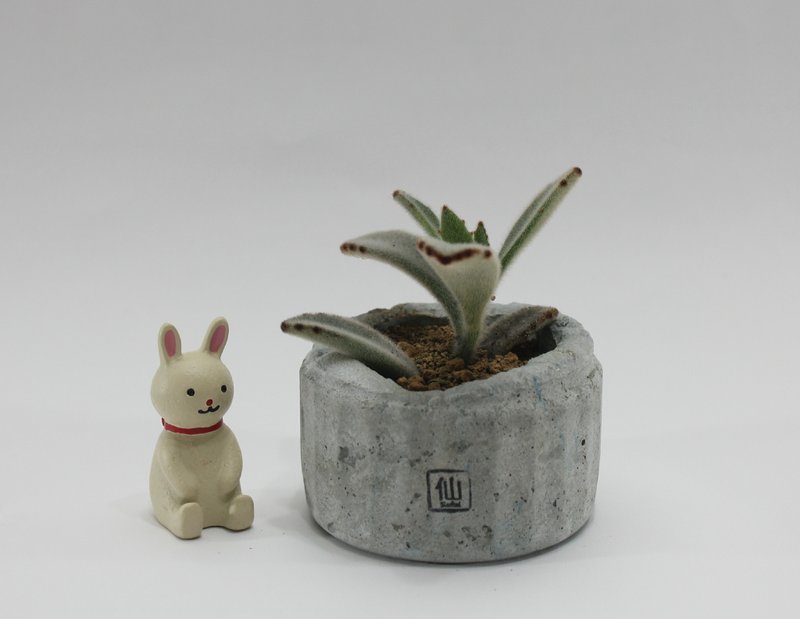多肉植物小盆栽-清新，我懂你的美好 - 植栽/盆栽 - 植物．花 灰色