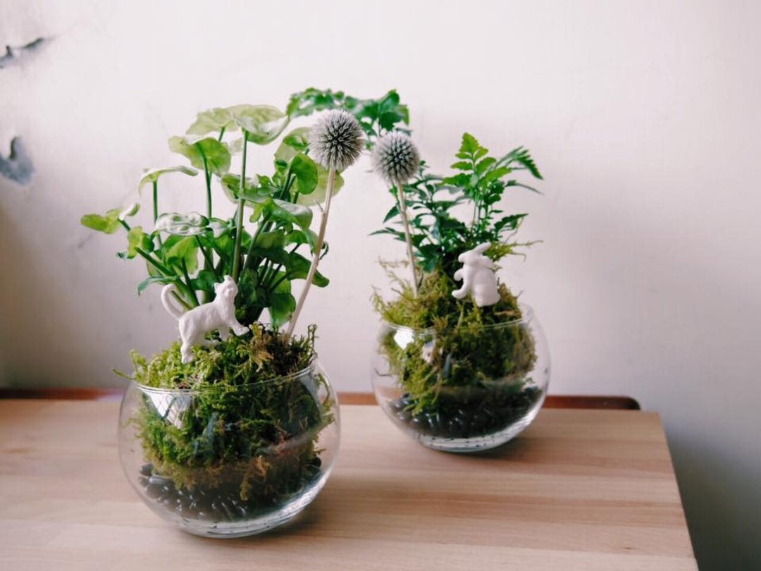 苔球室内植栽  Earth 原来地球是圆的 - 植栽/盆栽 - 植物．花 绿色