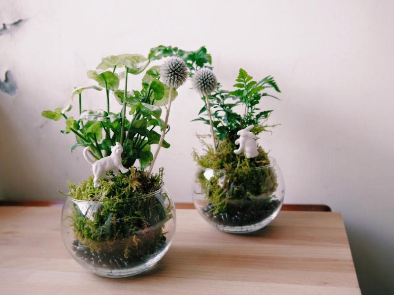 苔球室内植栽  Earth 原来地球是圆的 - 植栽/盆栽 - 植物．花 绿色