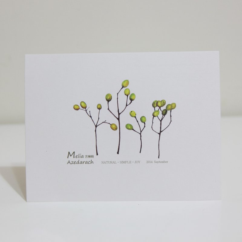 湘-NSJ 手绘 苦楝树  明信片 - 卡片/明信片 - 纸 多色