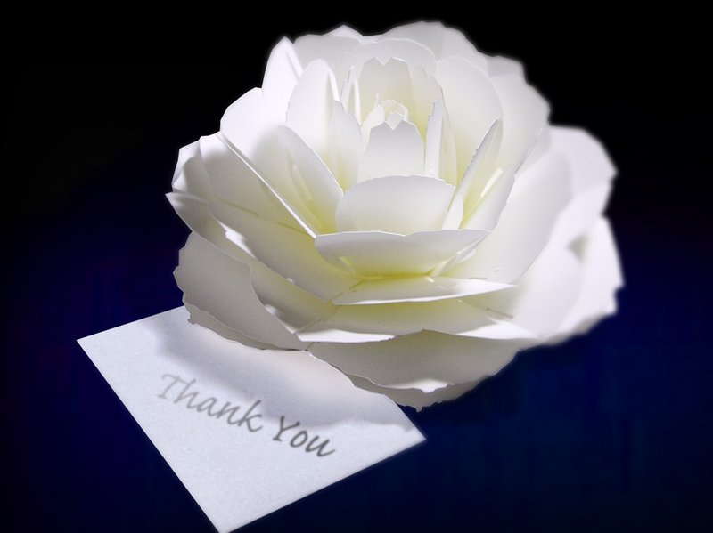 Bloom as open up flower Thank You card of <Rose> pop-up flower thank you card - 卡片/明信片 - 纸 白色