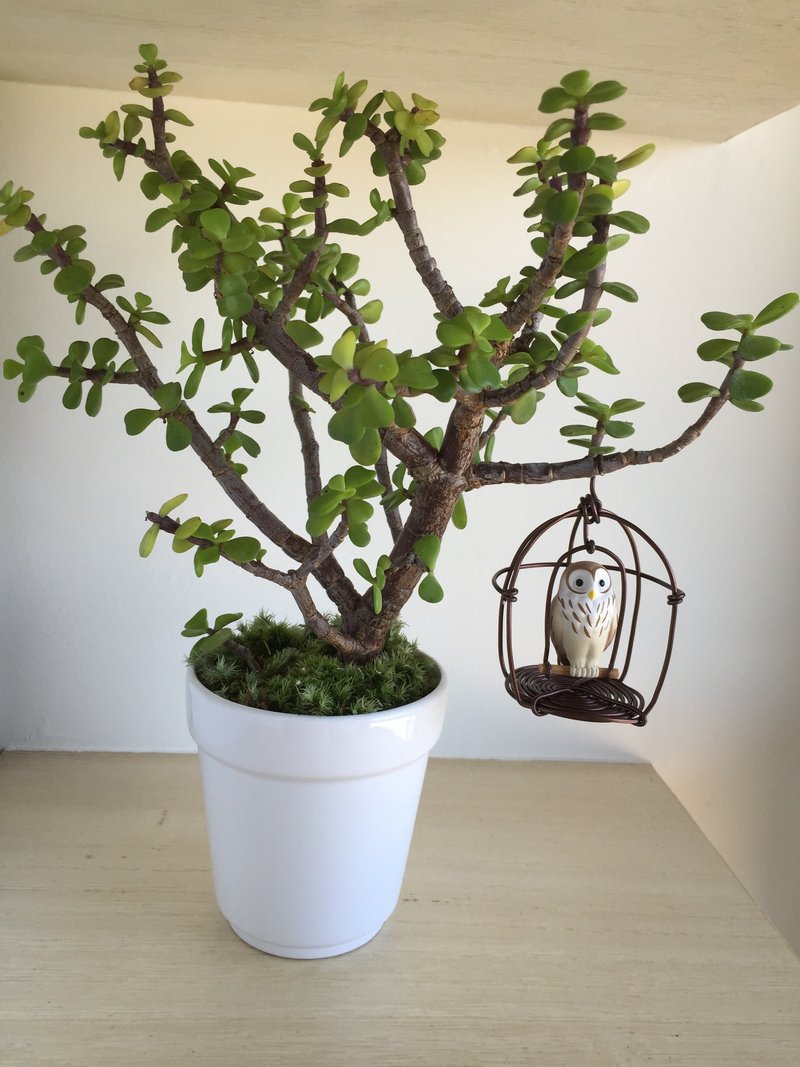 ［纯自然］ 盆栽 多肉 植物 树 银杏木 鸟笼 猫头鹰 送礼 疗愈 小物 可爱 potted bird birdcage - 植栽/盆栽 - 植物．花 绿色