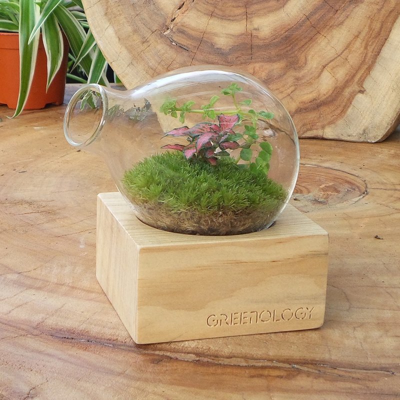 Greenology 木底座梨形玻璃花器 - 植栽/盆栽 - 玻璃 咖啡色