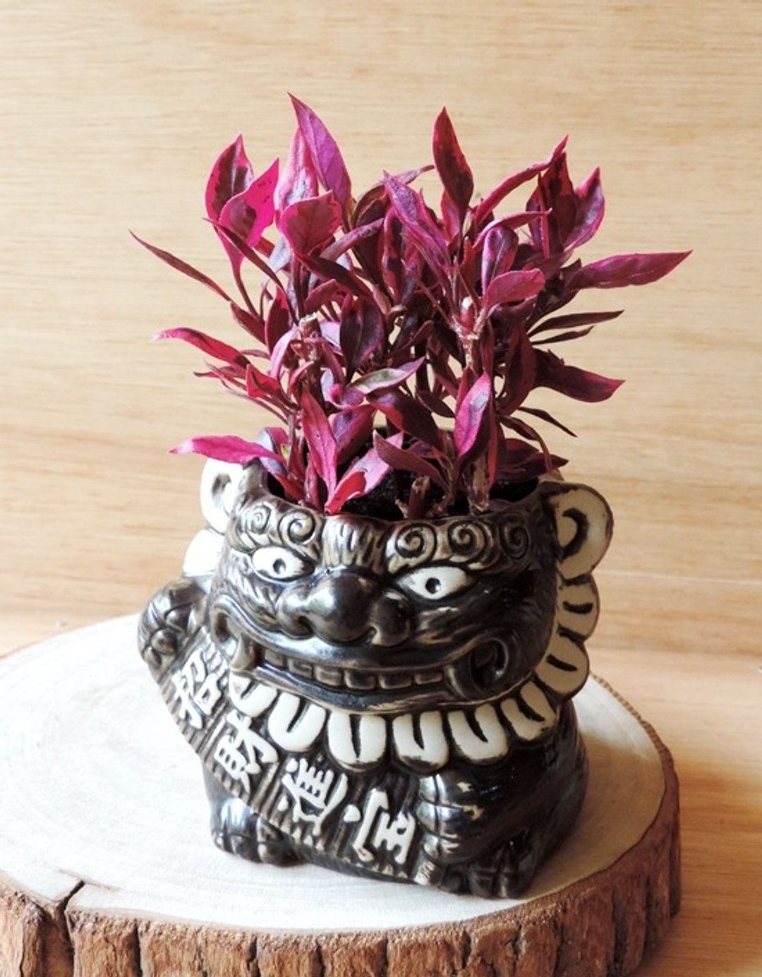 吉祥狮风潮 · 紫鹃觅 - 植栽/盆栽 - 植物．花 