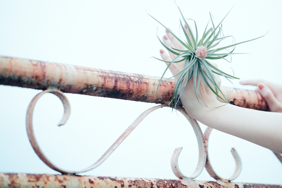 ◥限定品种-大型粉红棉花糖：Tillandsia Cotton Candy 空气凤梨x漂流木/小树干 组合植栽 - 植栽/盆栽 - 植物．花 绿色