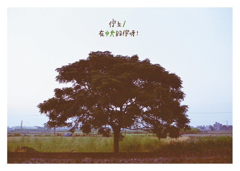 中央的你 /Magai's postcard - 卡片/明信片 - 纸 绿色