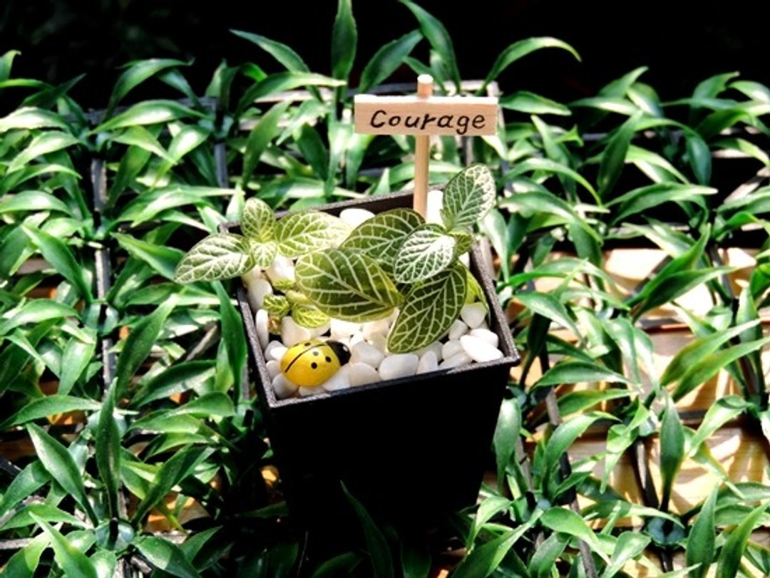 欧美系 · 白网纹 - 植栽/盆栽 - 植物．花 