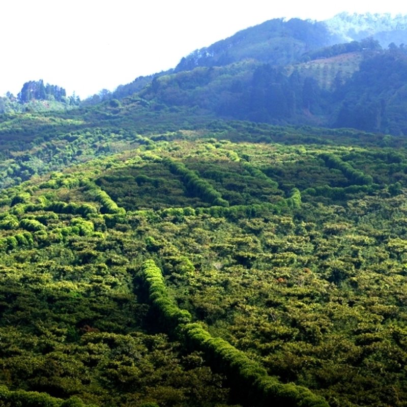 曼特宁／迦佑山／苏门答腊 [惠咖啡] - 咖啡 - 新鲜食材 橘色