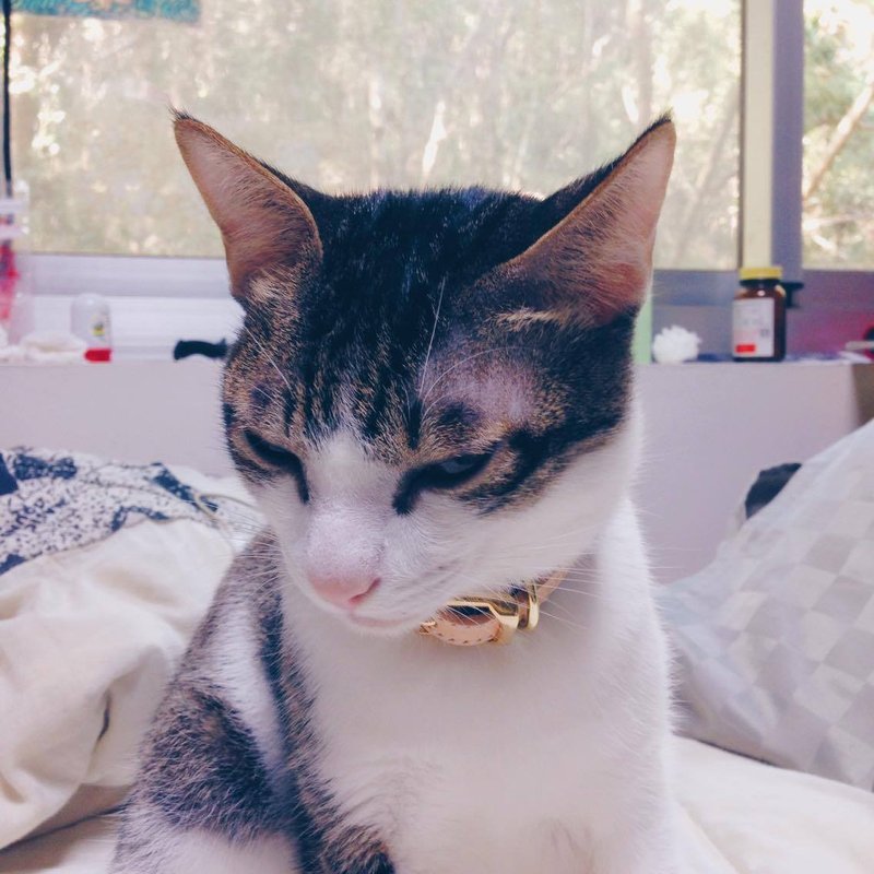 手工缝制真皮宠物项圈 (原皮色 装饰线经典款) 28cm以下 1cm~1.2cm宽 *小型犬/猫咪适用* - 项圈/牵绳 - 真皮 卡其色