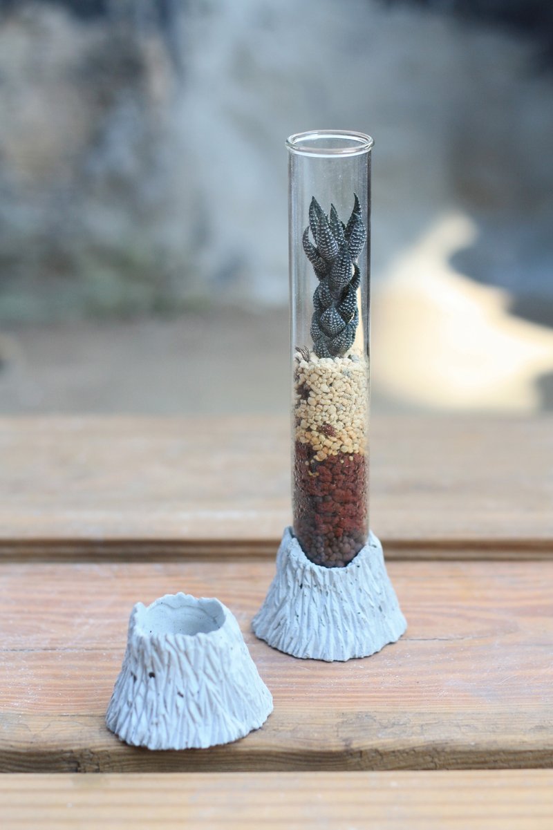 纯粹－九轮塔-多肉植物 试管植物 - 植栽/盆栽 - 玻璃 绿色