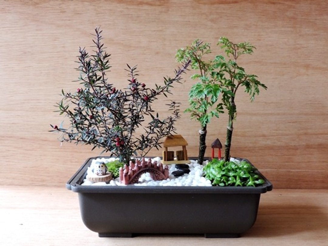 日式庭园造景《日丰限定》 - 植栽/盆栽 - 植物．花 