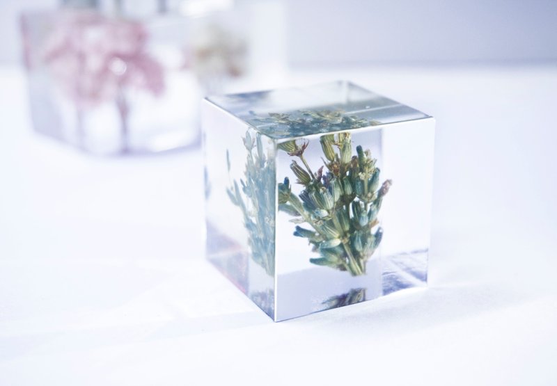 薰衣草－立体方形干花摆设 - 植栽 - 植物．花 绿色