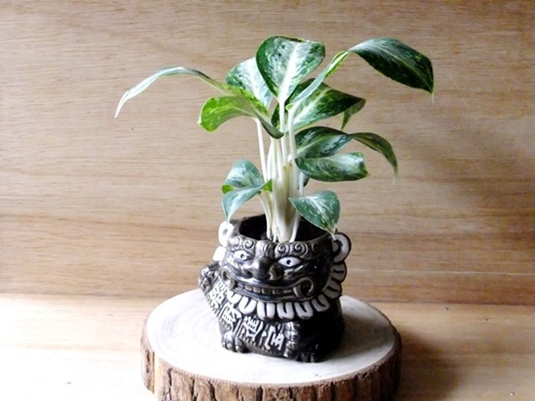 吉祥狮风潮【单售容器】 - 植栽/盆栽 - 植物．花 