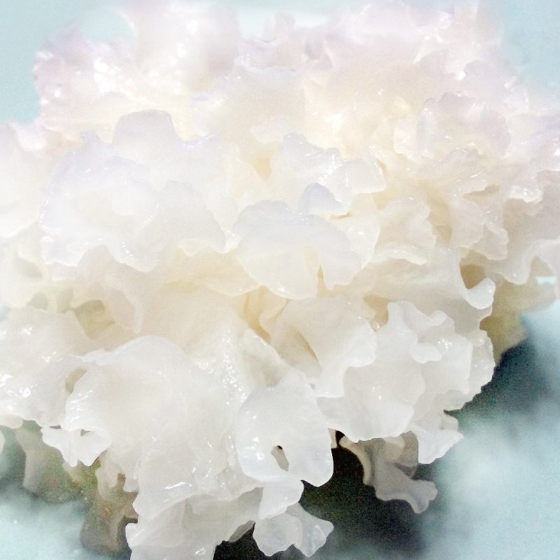 ★ 白木嫩颜饮 ★【麦田⊙ 法式烘焙 ∞ The Harvest 】台湾埔里新鲜湿白木耳，超浓稠的胶原蛋白，一天一罐让你每天好气色~ - 其他 - 新鲜食材 白色