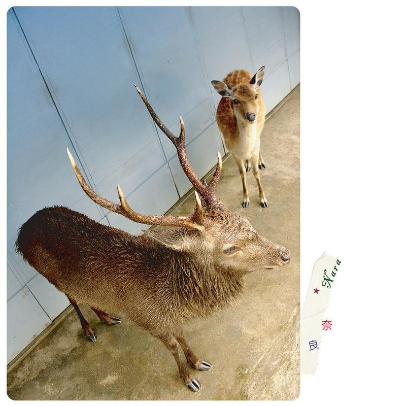 旅行摄影明信片 ★ 15 - 卡片/明信片 - 纸 