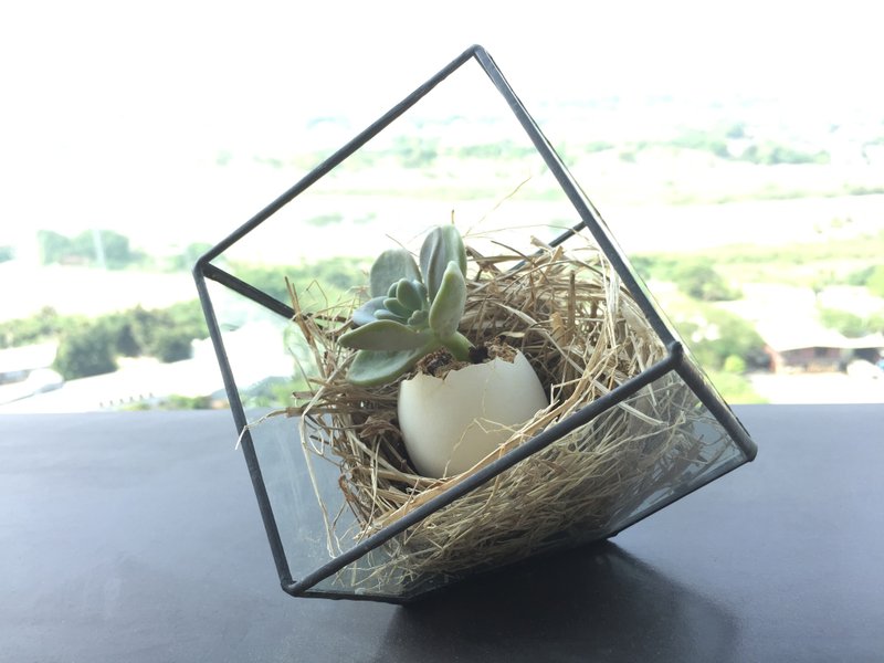 纯自然 诞生 鸟巢 多肉 植物 蛋壳 几何 玻璃 花房 温室 盆栽 生日 送礼 疗愈 小物 egg potted - 植栽/盆栽 - 植物．花 绿色