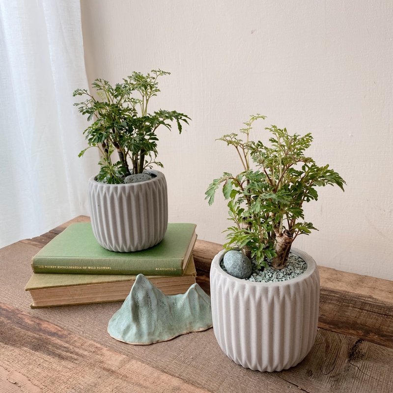 福禄桐植栽 办公室植栽 桌上植栽 单个贩售 - 植栽/盆栽 - 植物．花 绿色