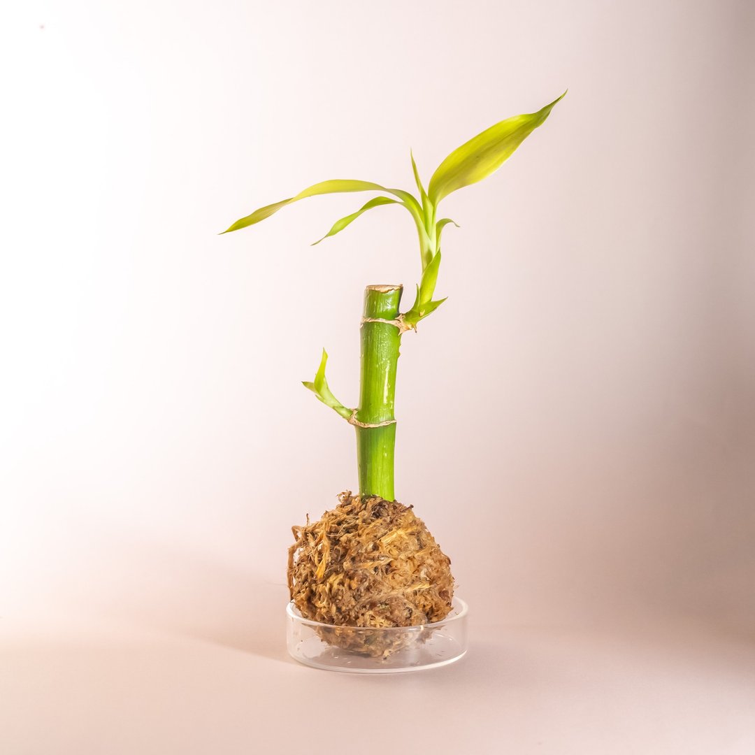 苔球与观叶植物 - 植栽/盆栽 - 植物．花 绿色