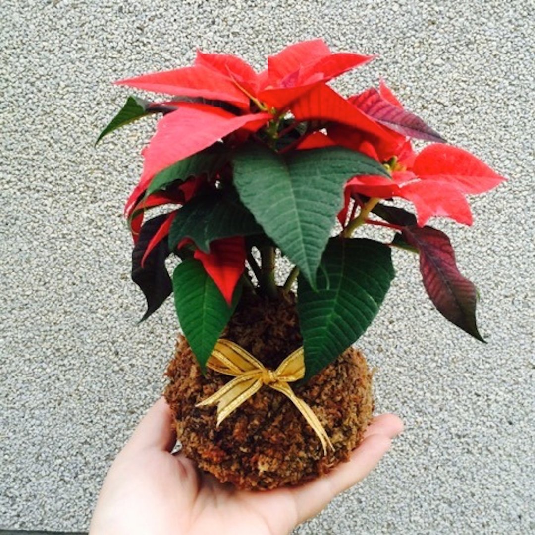 圣诞红手作苔球 - 植栽/盆栽 - 植物．花 