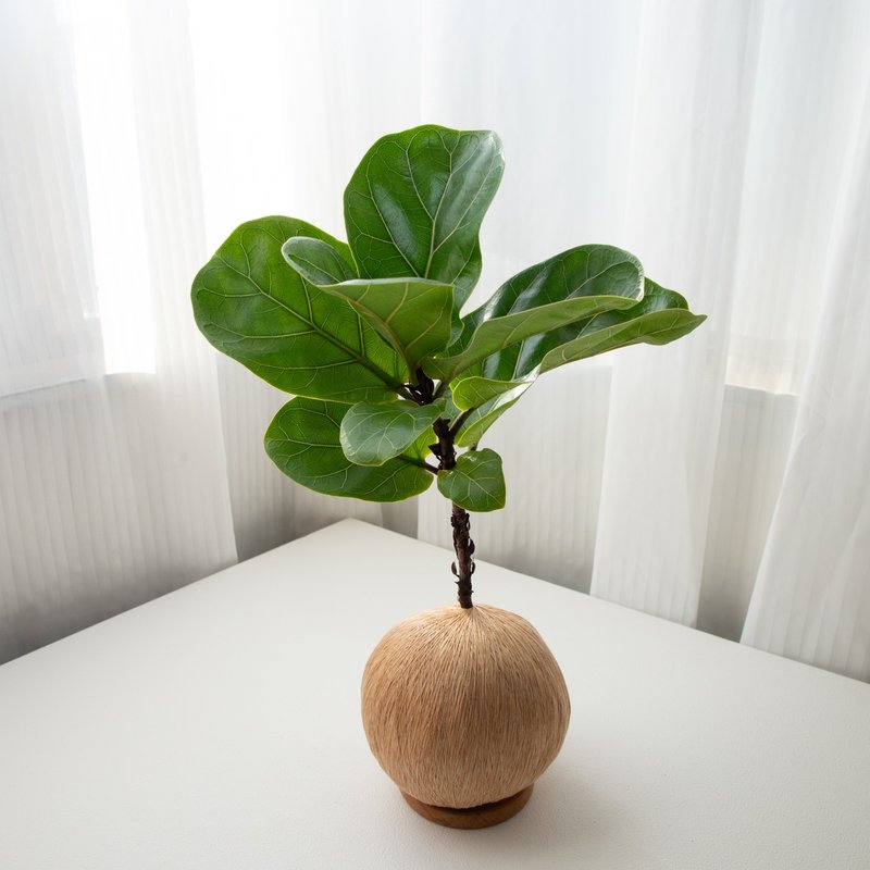 琴叶榕 手作植栽苔球 - 植栽/盆栽 - 植物．花 