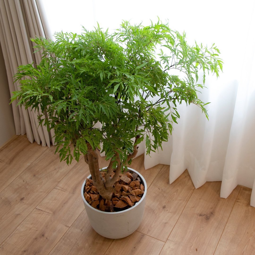 【室内盆栽】福禄桐盆栽(中) 开幕盆栽 盆栽送礼 升迁送礼 - 植栽/盆栽 - 植物．花 绿色