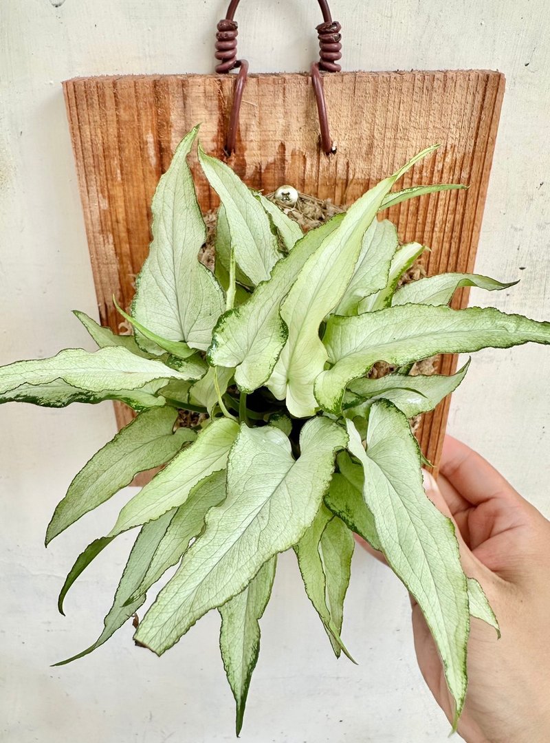 【银狐合果芋】植物上板 开幕 生日礼物 观叶植物 室内植物 - 植栽/盆栽 - 植物．花 