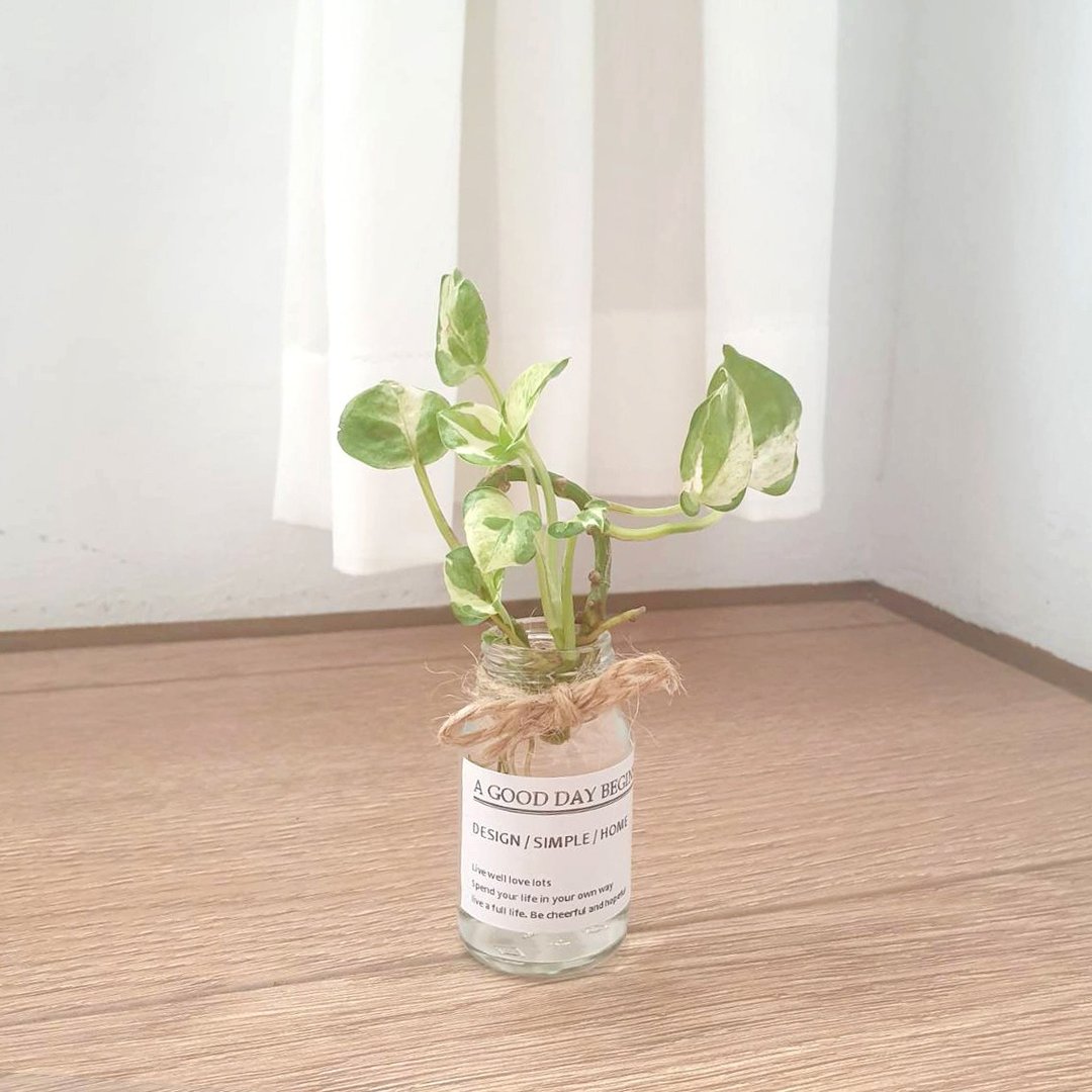 斑叶黄金葛 水耕 植物 - 植栽/盆栽 - 玻璃 透明