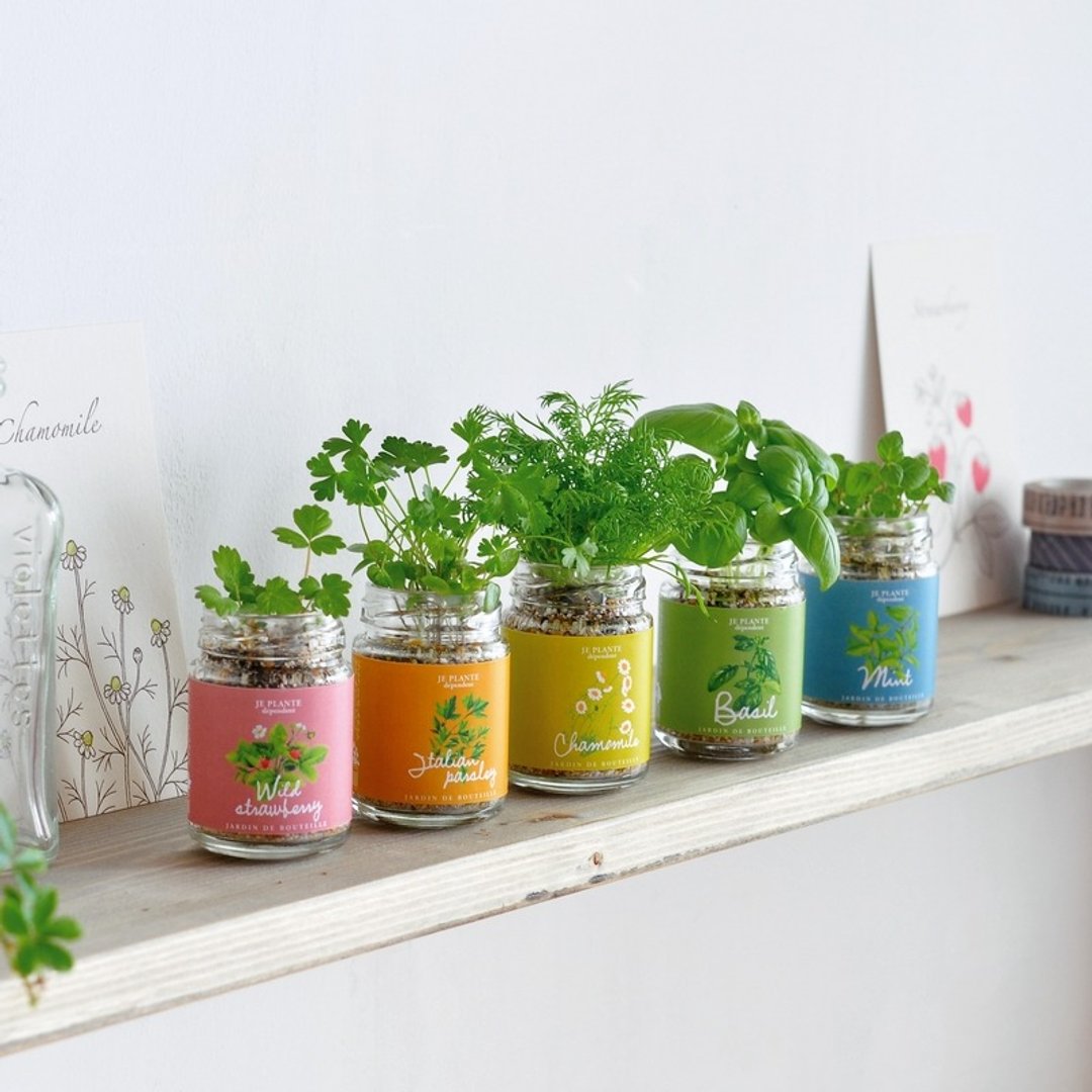 【福利品出清】KITCHEN BOTTLE 可爱杂货植栽盆器 / 调味罐 - 植栽/盆栽 - 玻璃 多色