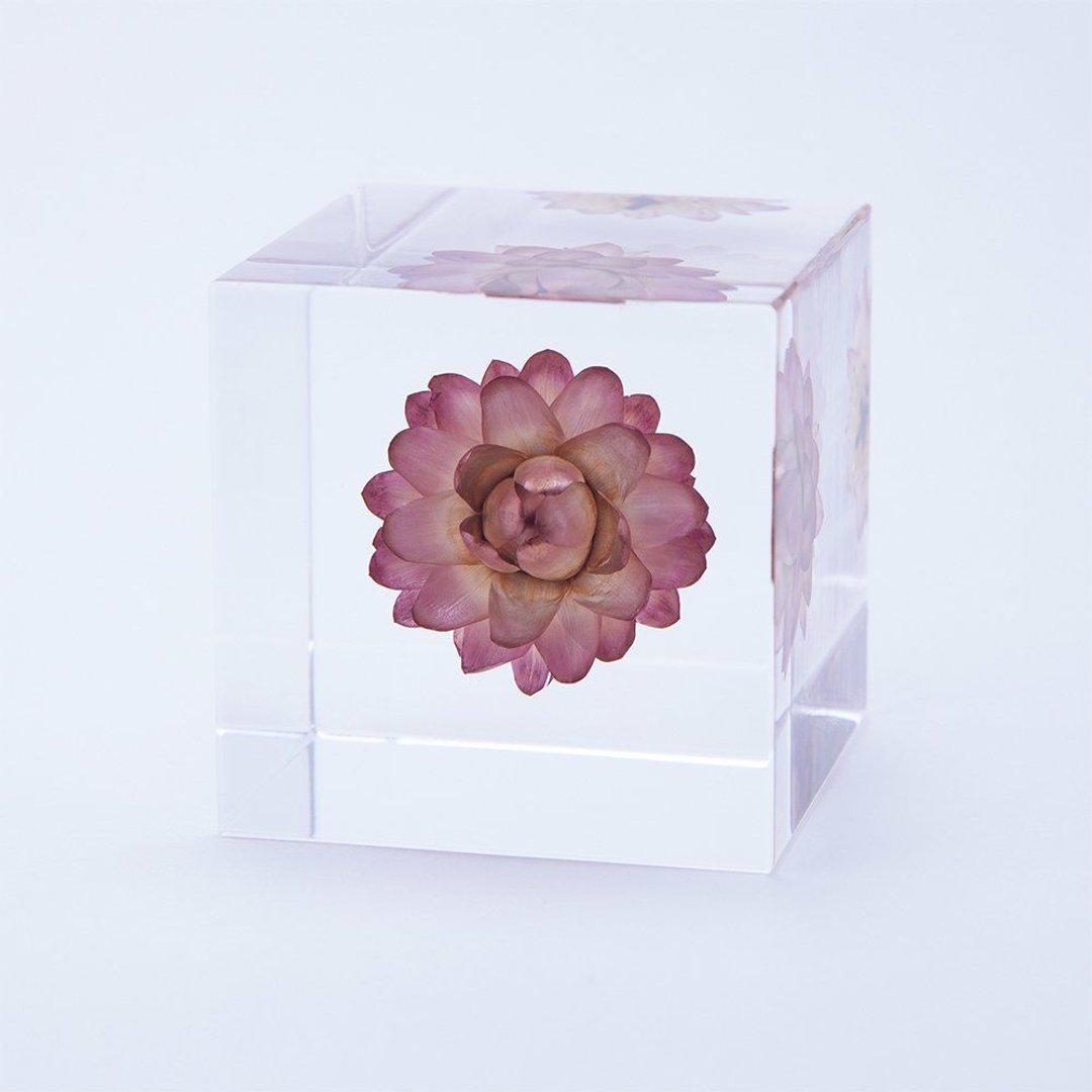 Sola cube 蜡菊立方块_适应各种环境 - 摆饰 - 植物．花 透明