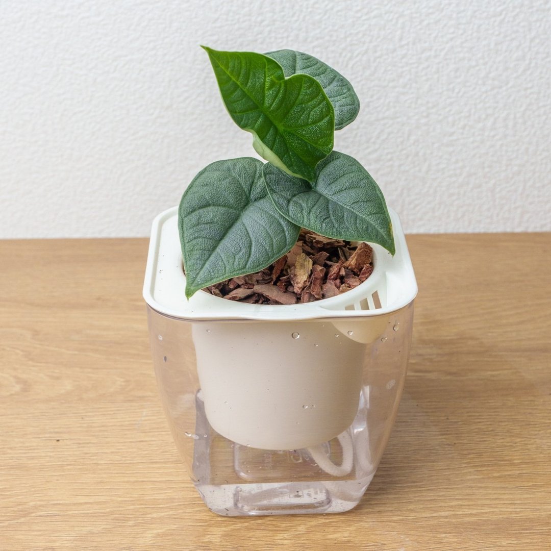 犀牛皮观音莲  免浇水方形盆栽 室内植物 观叶植物 礼物 盆栽 - 植栽/盆栽 - 植物．花 